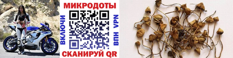 что такое   Миллерово  Псилоцибиновые грибы GOLDEN TEACHER 
